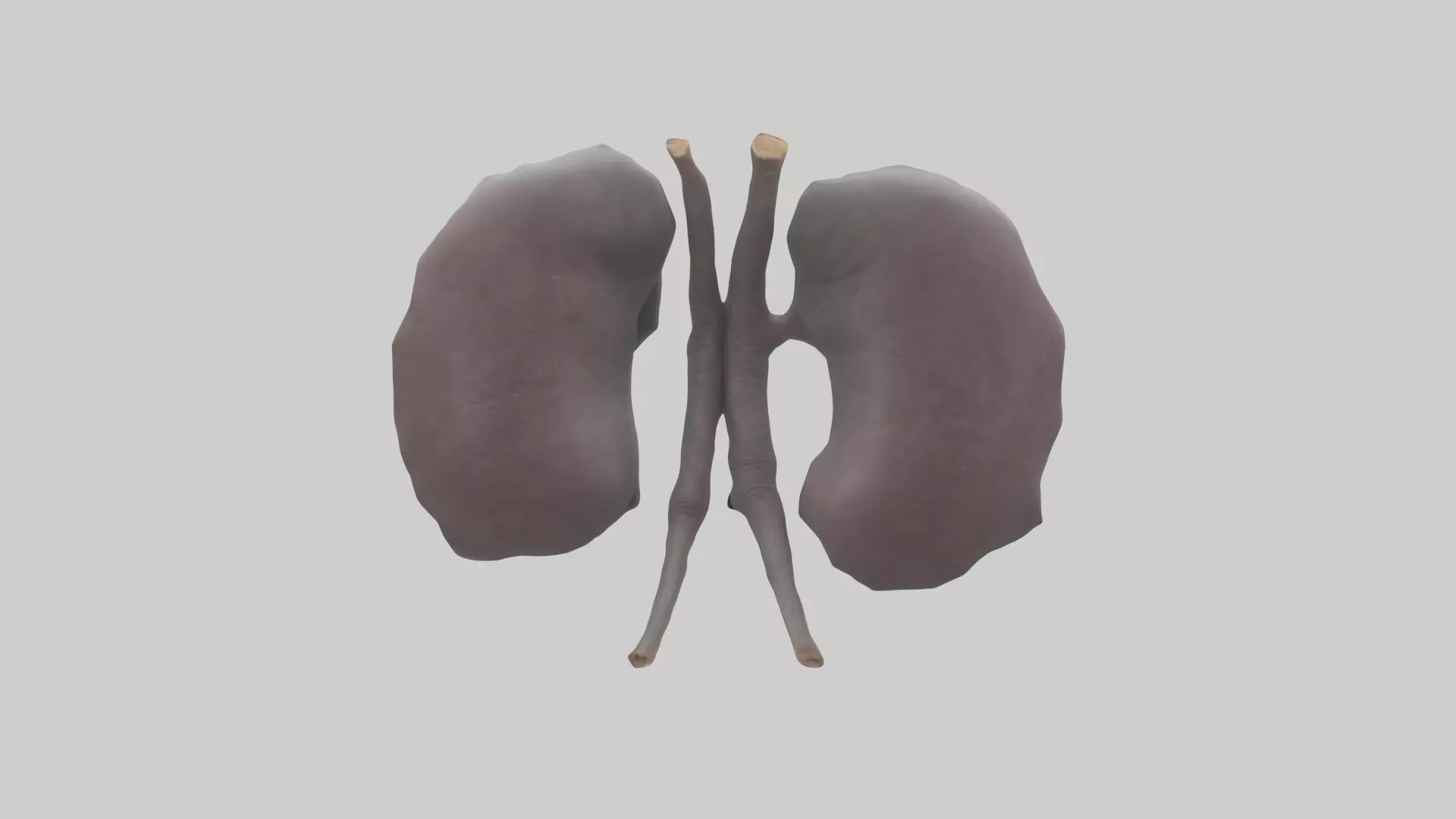 Hippo Kidneys Low-poly 3D model_0