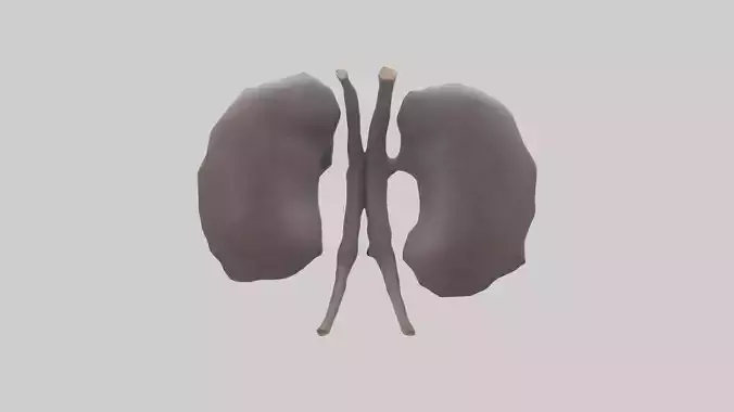 Hippo Kidneys Low-poly 3D model Hippo Kidneys Low-poly 3D model