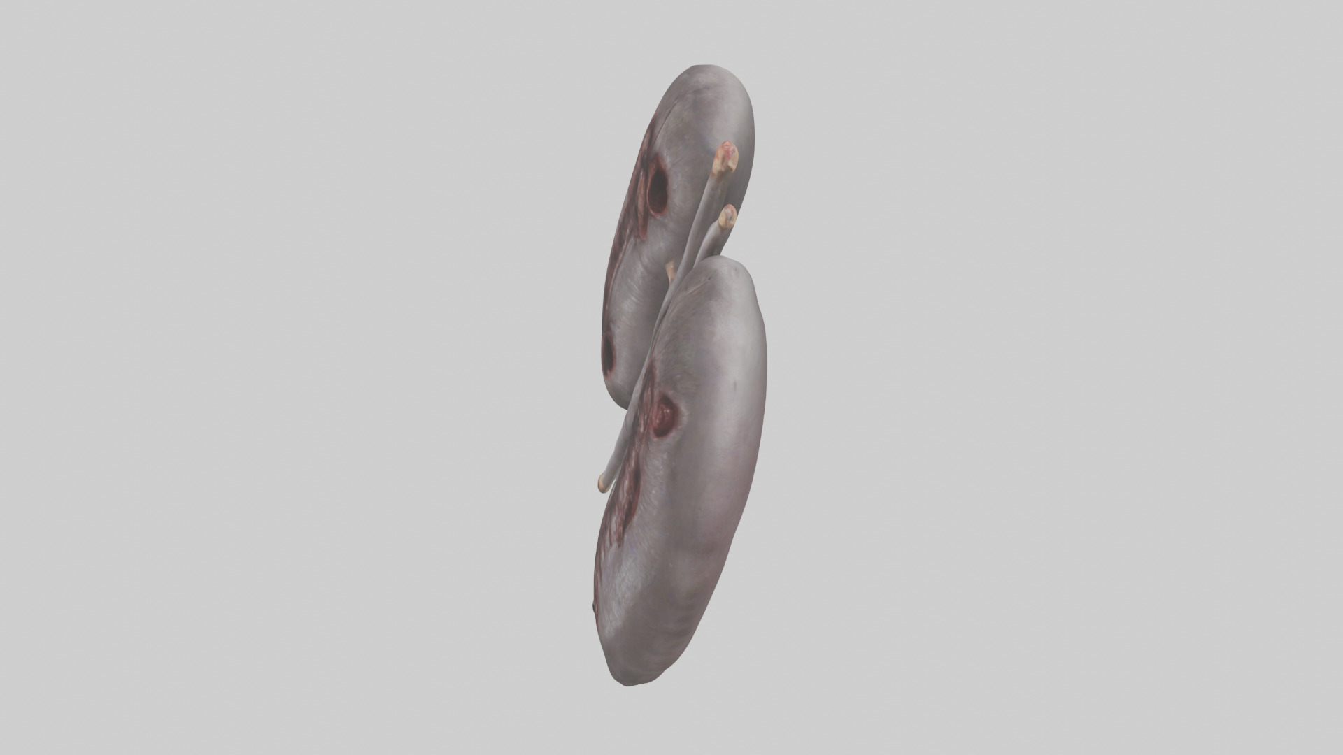 Hippo Kidneys Low-poly 3D model_17