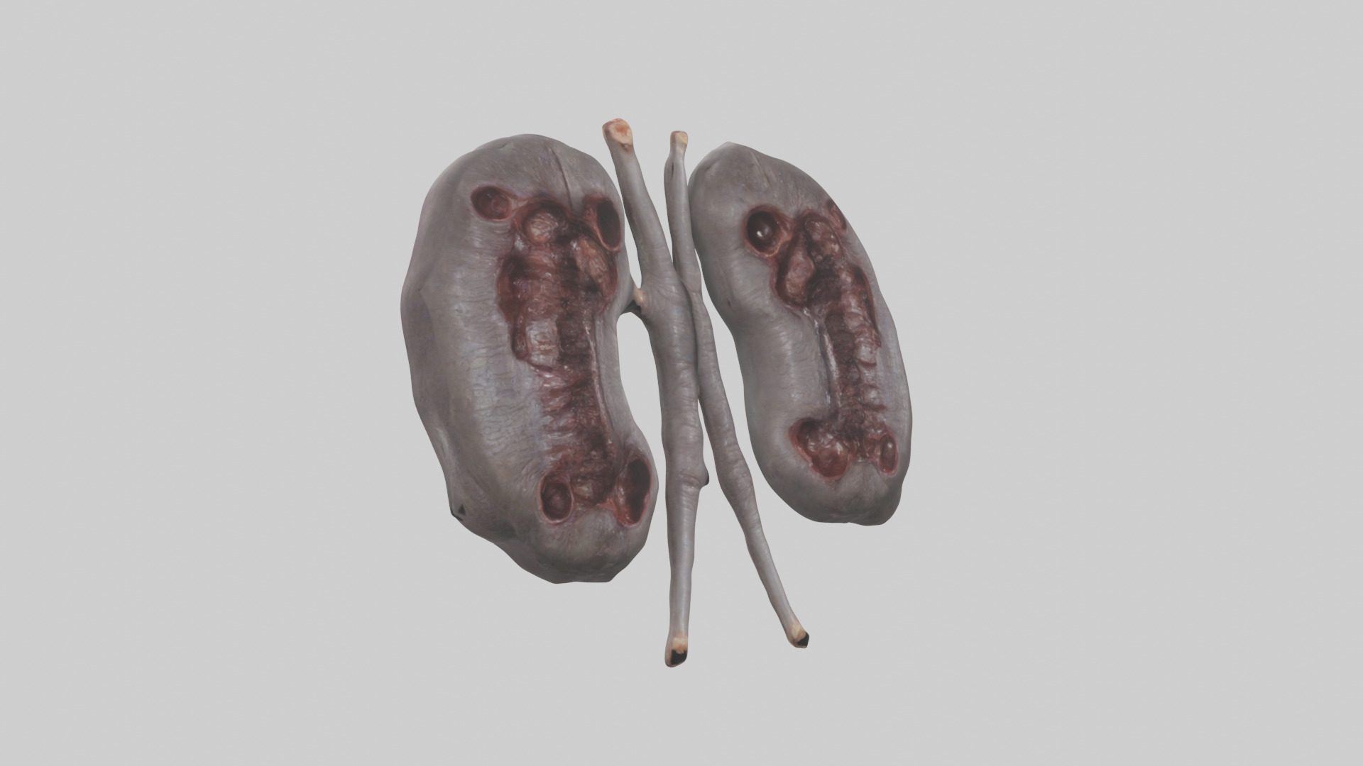 Hippo Kidneys Low-poly 3D model_7