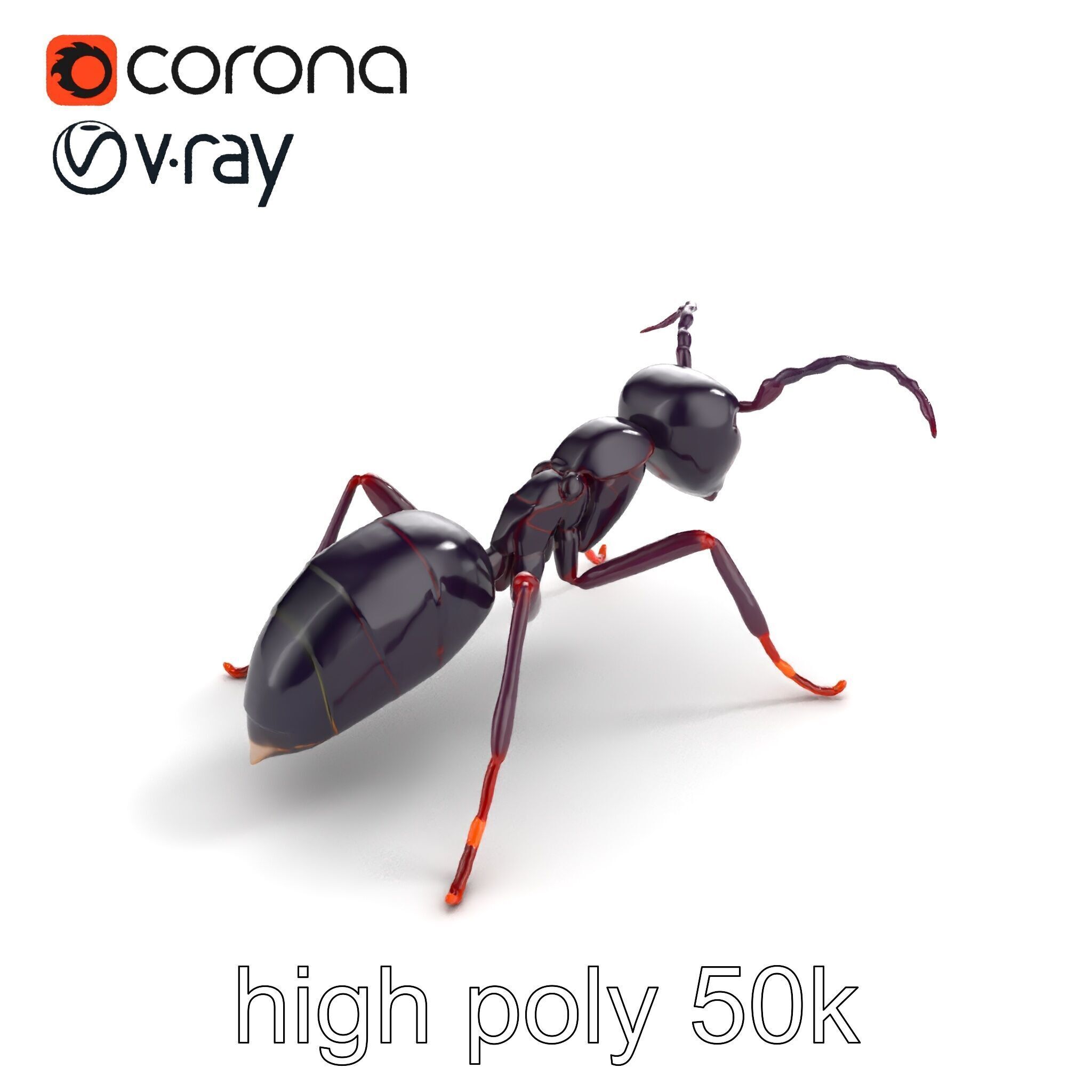Tropical Explorer Ant Model Pack Low-poly 3D model_9