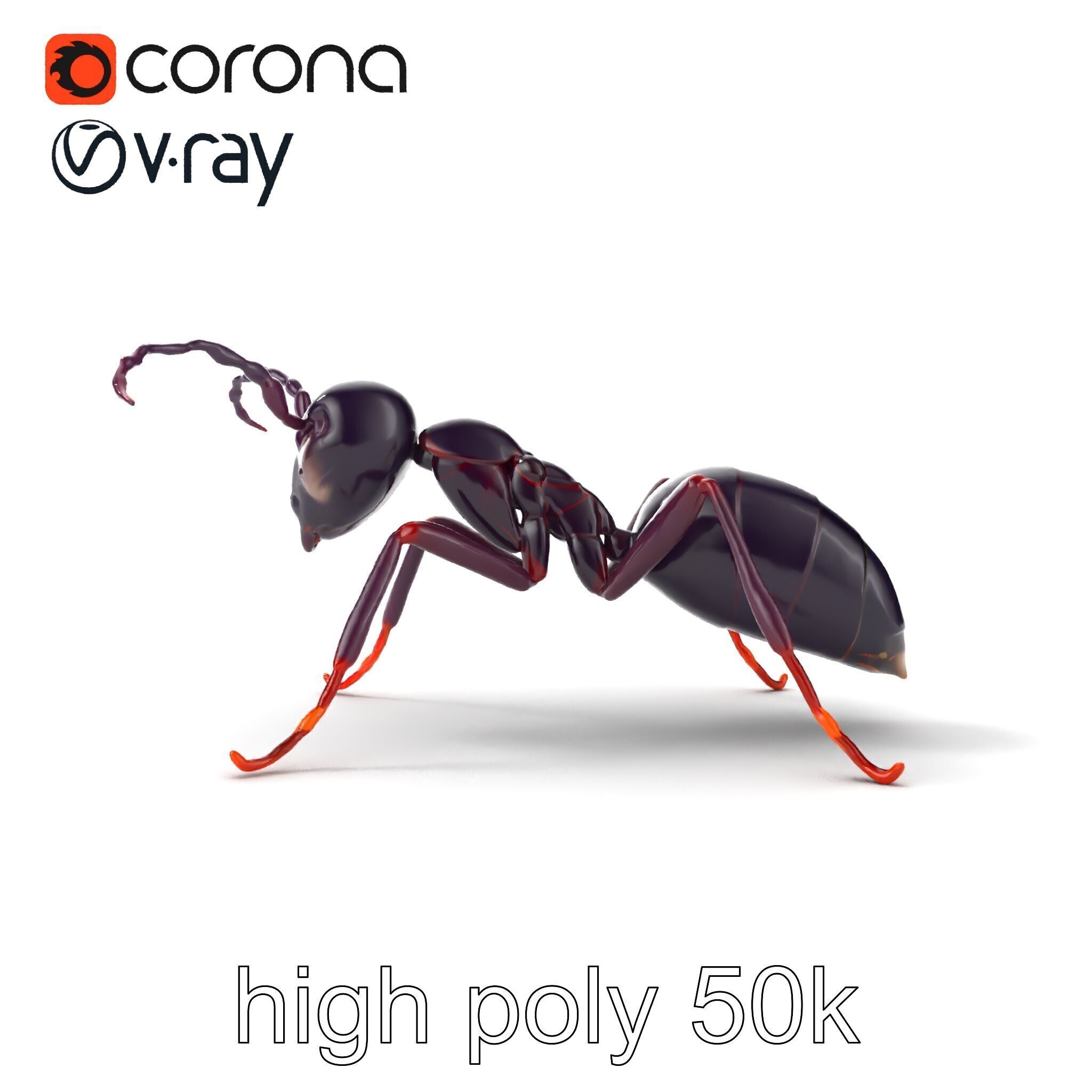Tropical Explorer Ant Model Pack Low-poly 3D model_12