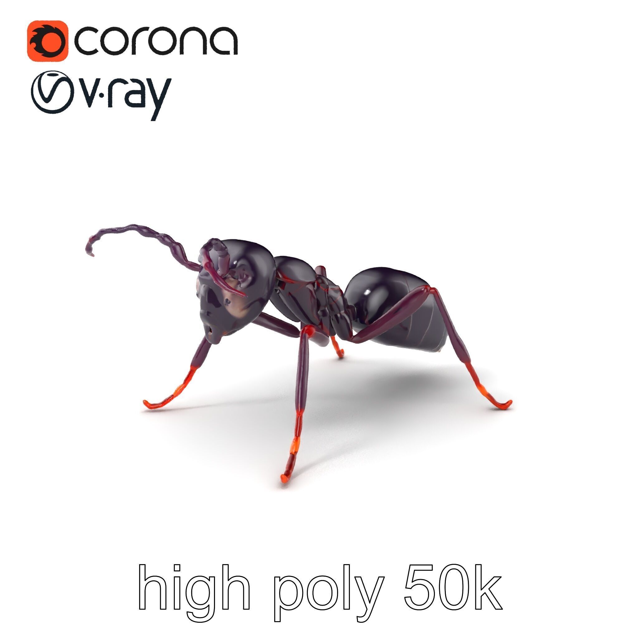 Tropical Explorer Ant Model Pack Low-poly 3D model_2