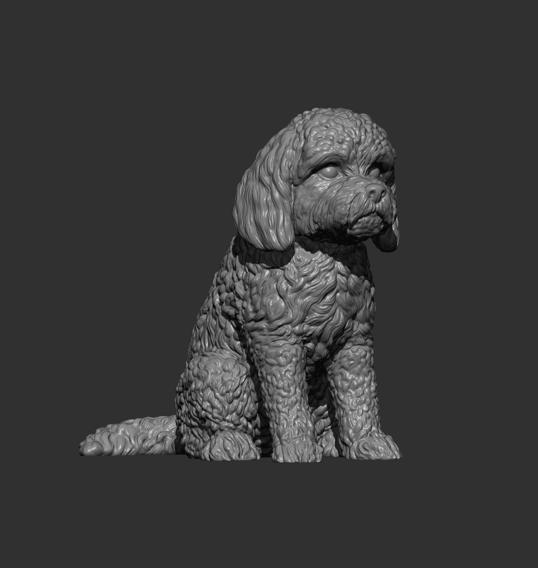 CockerPoo sitting 3D print model_9