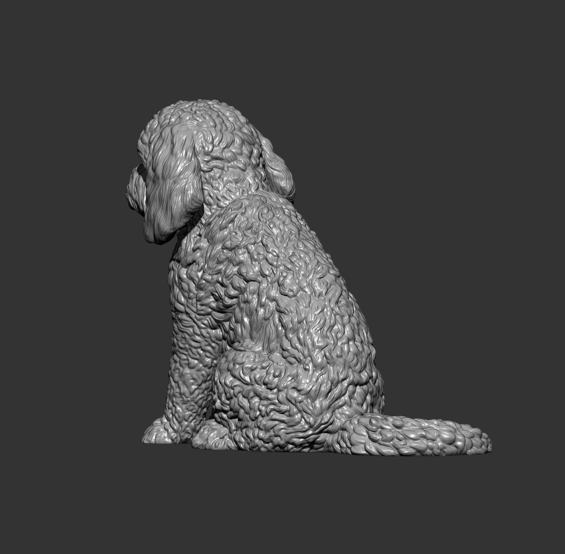 CockerPoo sitting 3D print model_11