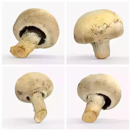 Photorealistic 3D scan of mushrooms Champignon 3D Model Collection