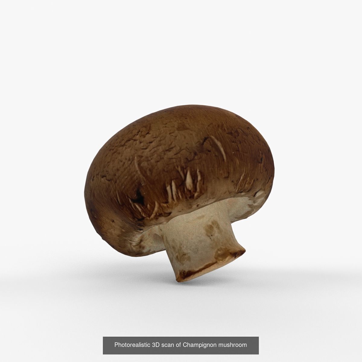 Photorealistic 3D scan of mushrooms 3D Model Collection _5