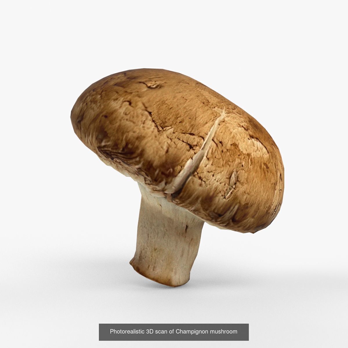 Photorealistic 3D scan of mushrooms 3D Model Collection _4