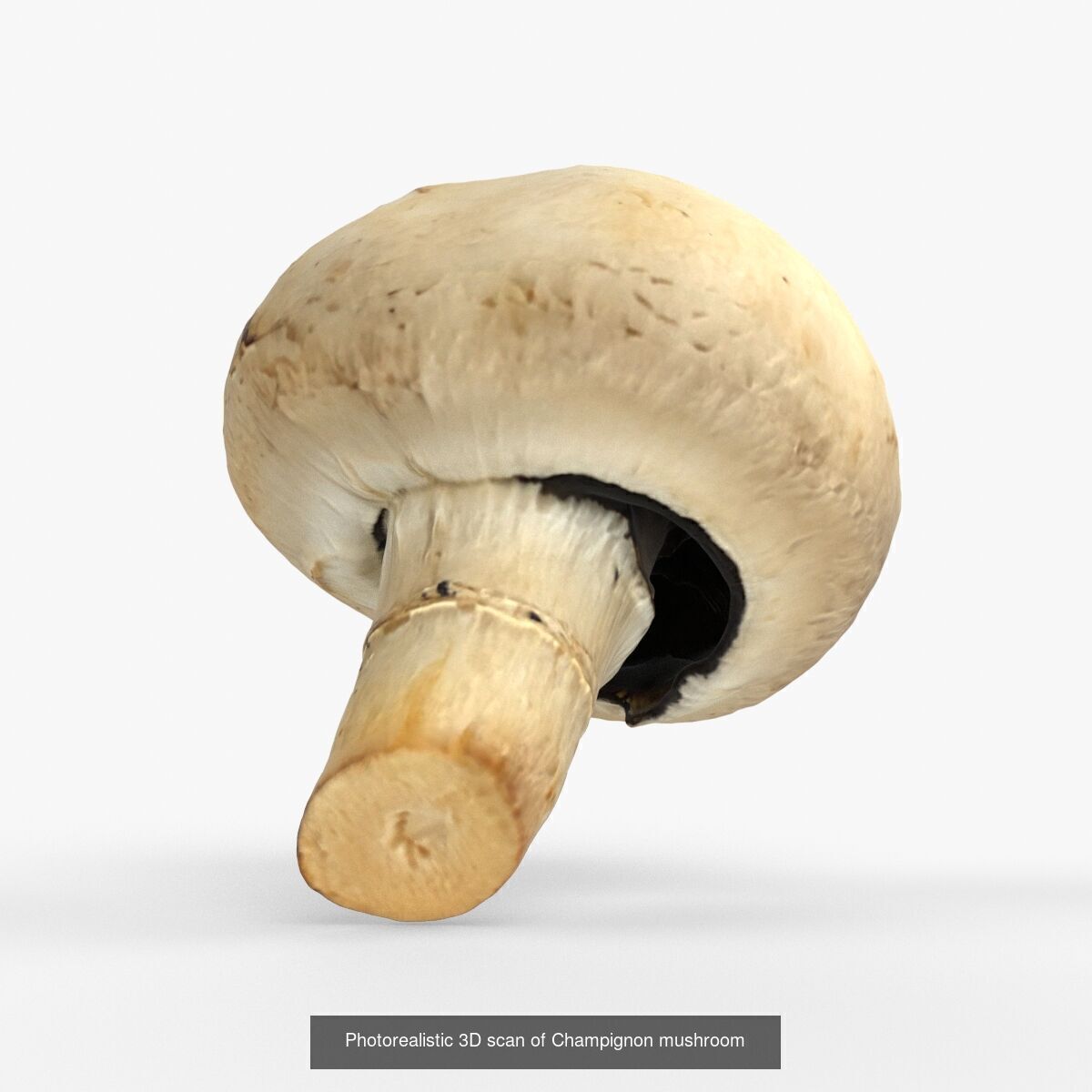 Photorealistic 3D scan of mushrooms 3D Model Collection _9