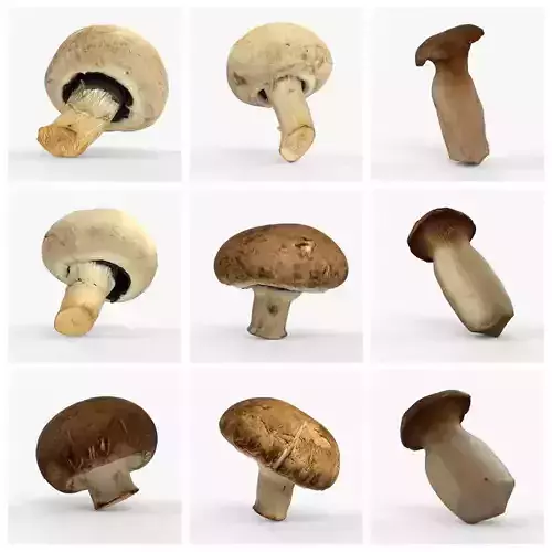 Photorealistic 3D scan of mushrooms 3D Model Collection