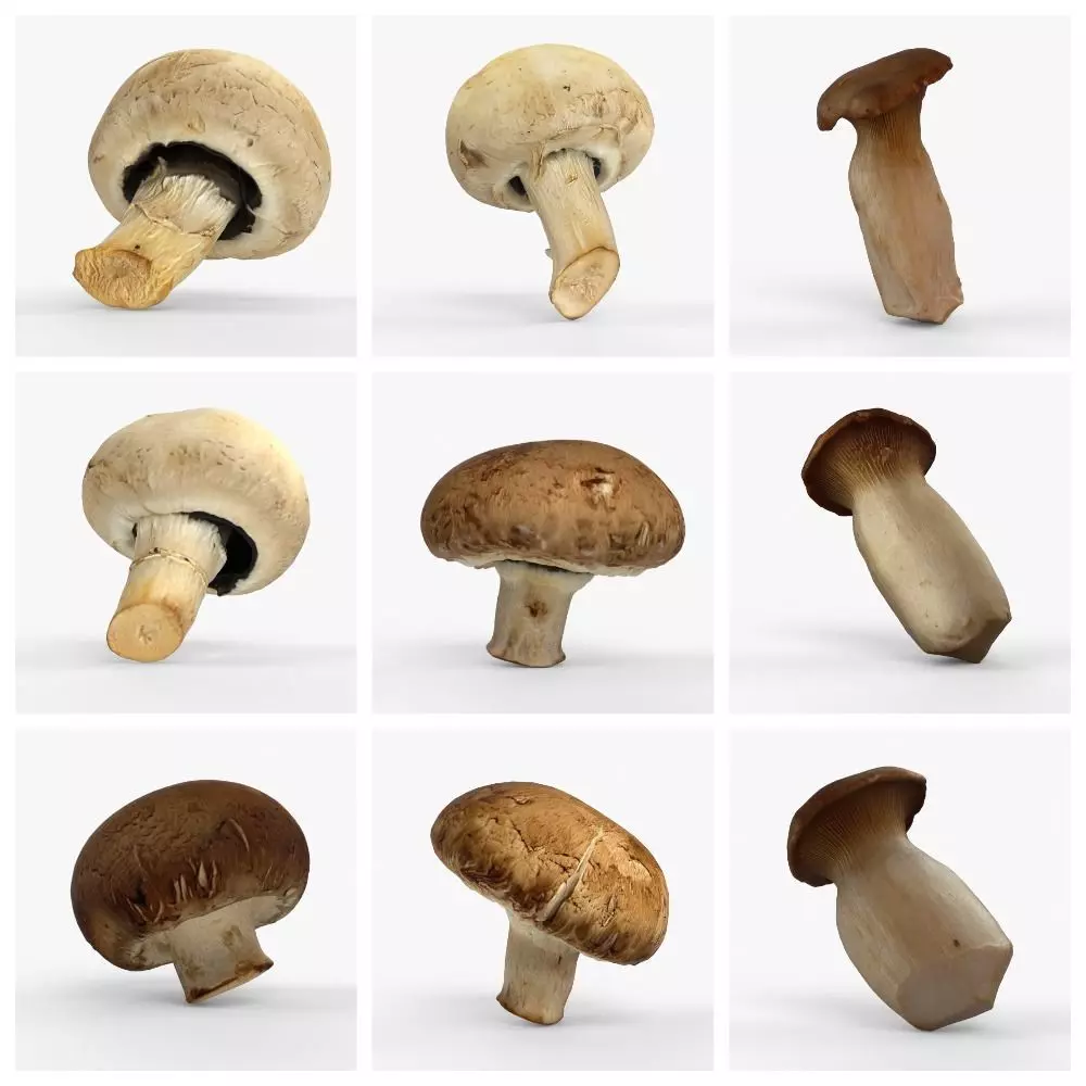Photorealistic 3D scan of mushrooms 3D Model Collection _0