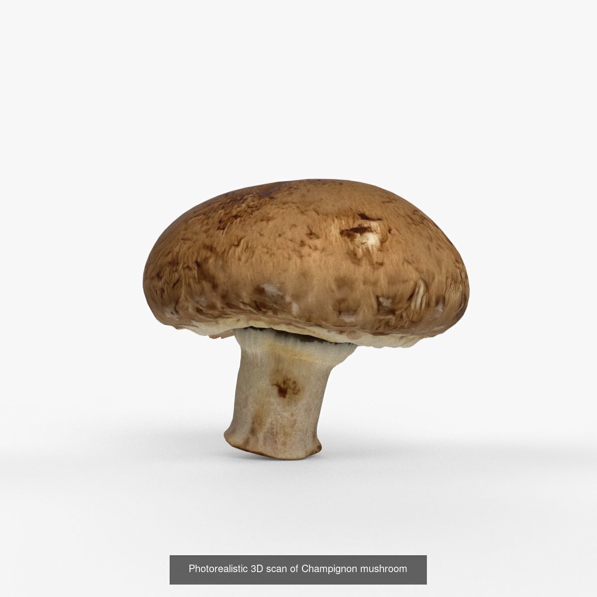 Photorealistic 3D scan of mushrooms 3D Model Collection _6