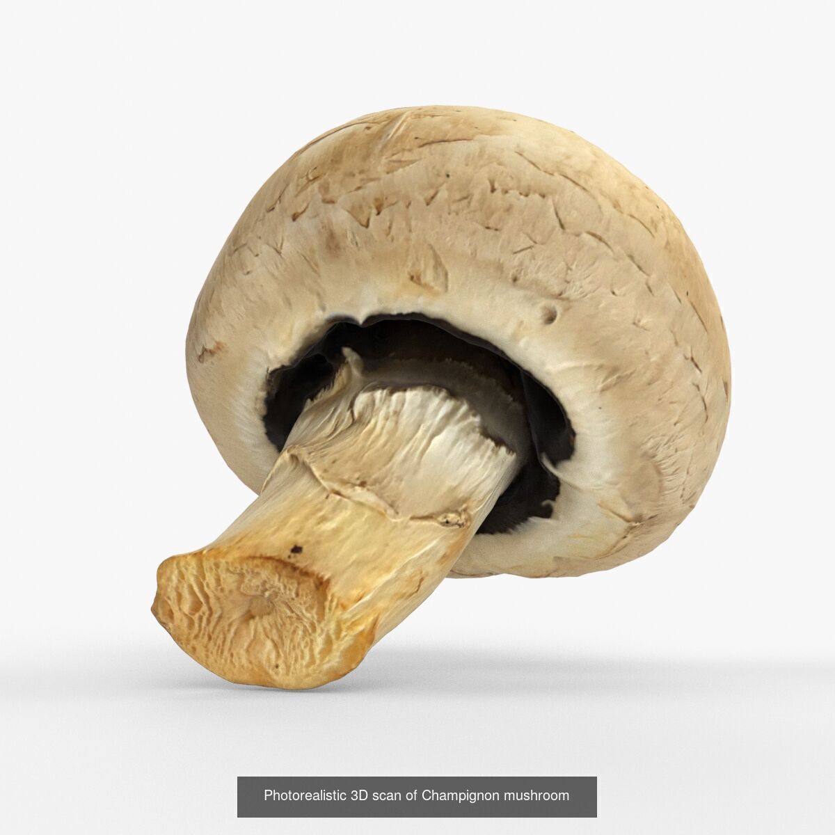 Photorealistic 3D scan of mushrooms 3D Model Collection _7