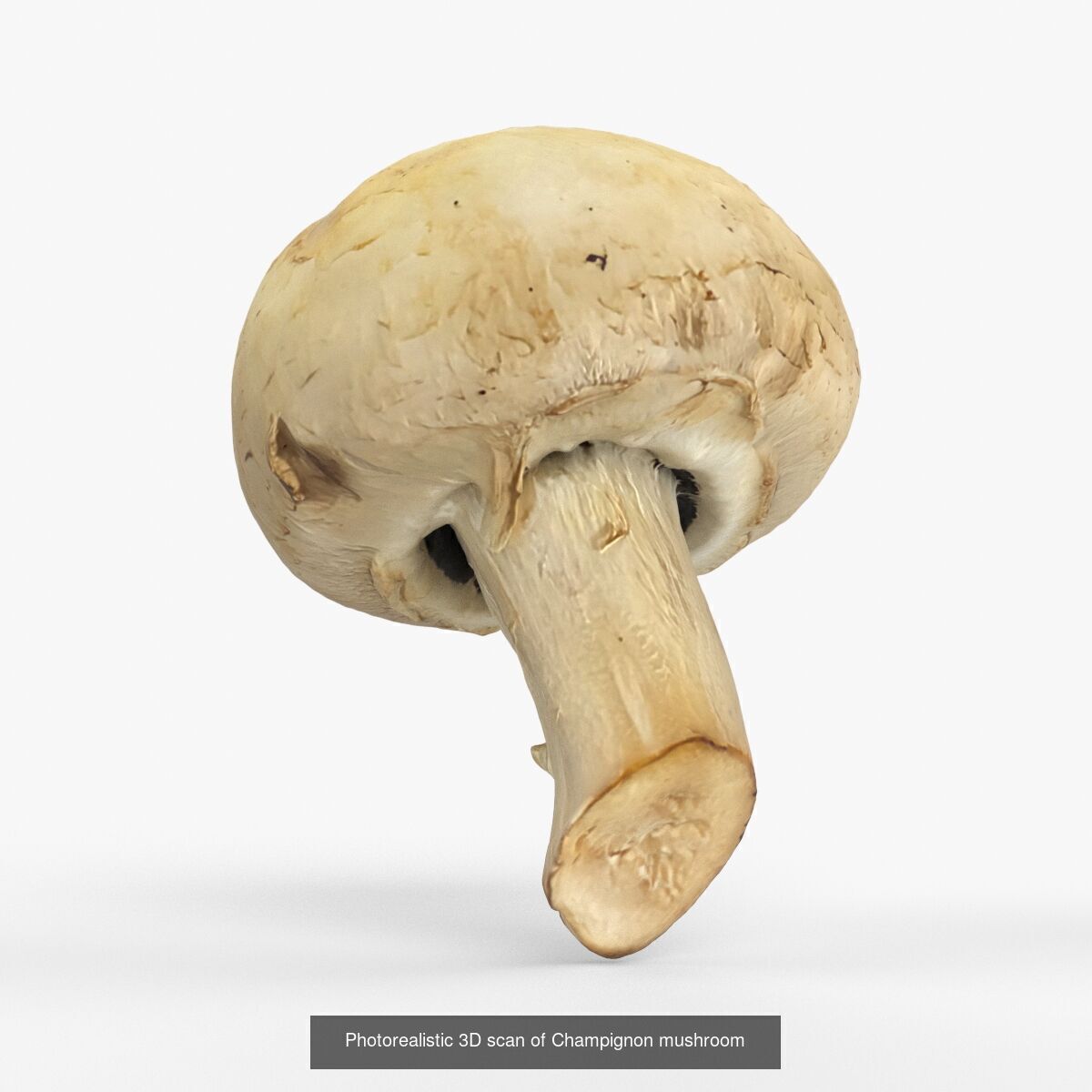 Photorealistic 3D scan of mushrooms 3D Model Collection _8