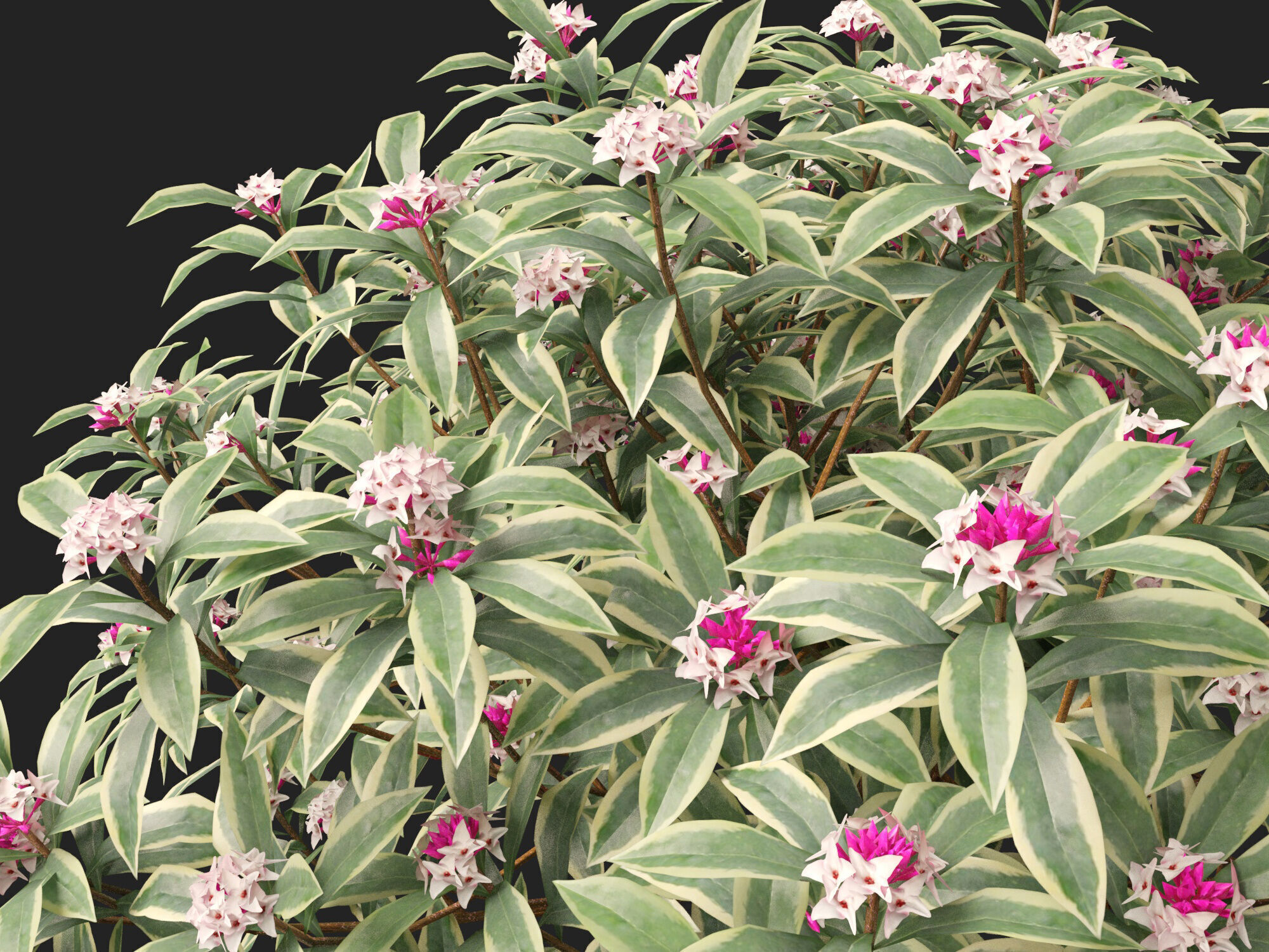 HighpolyLowPoly-  Daphne odora Marginata - Variegated winter  Low-poly 3D model_1