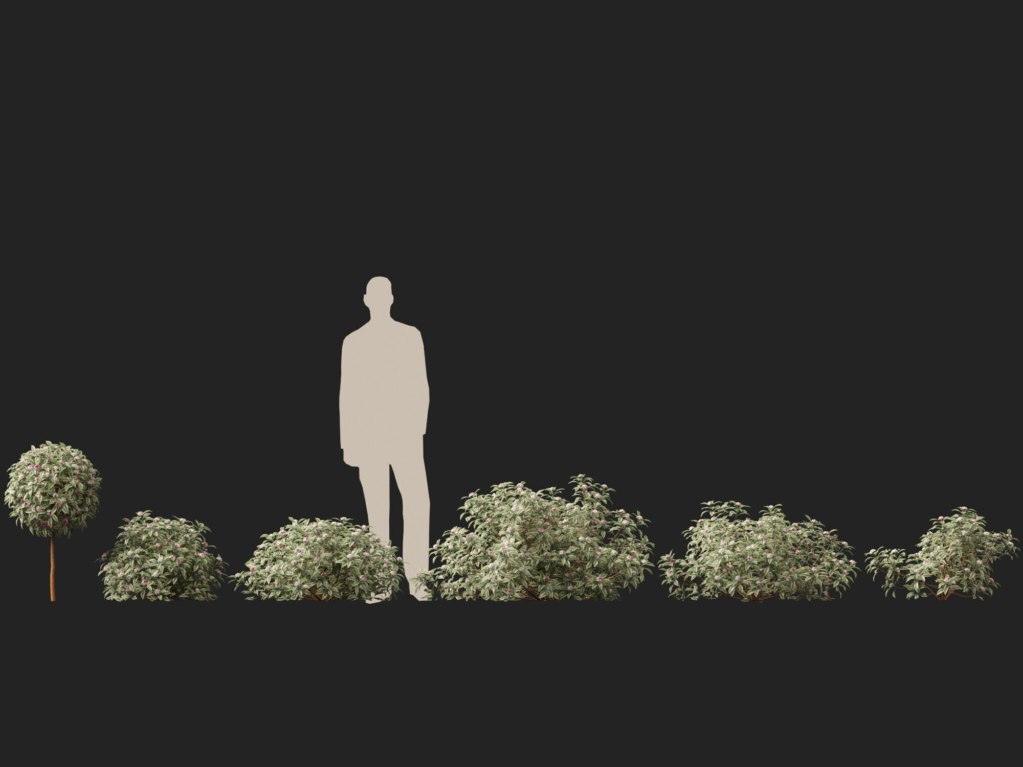 HighpolyLowPoly-  Daphne odora Marginata - Variegated winter  Low-poly 3D model_3