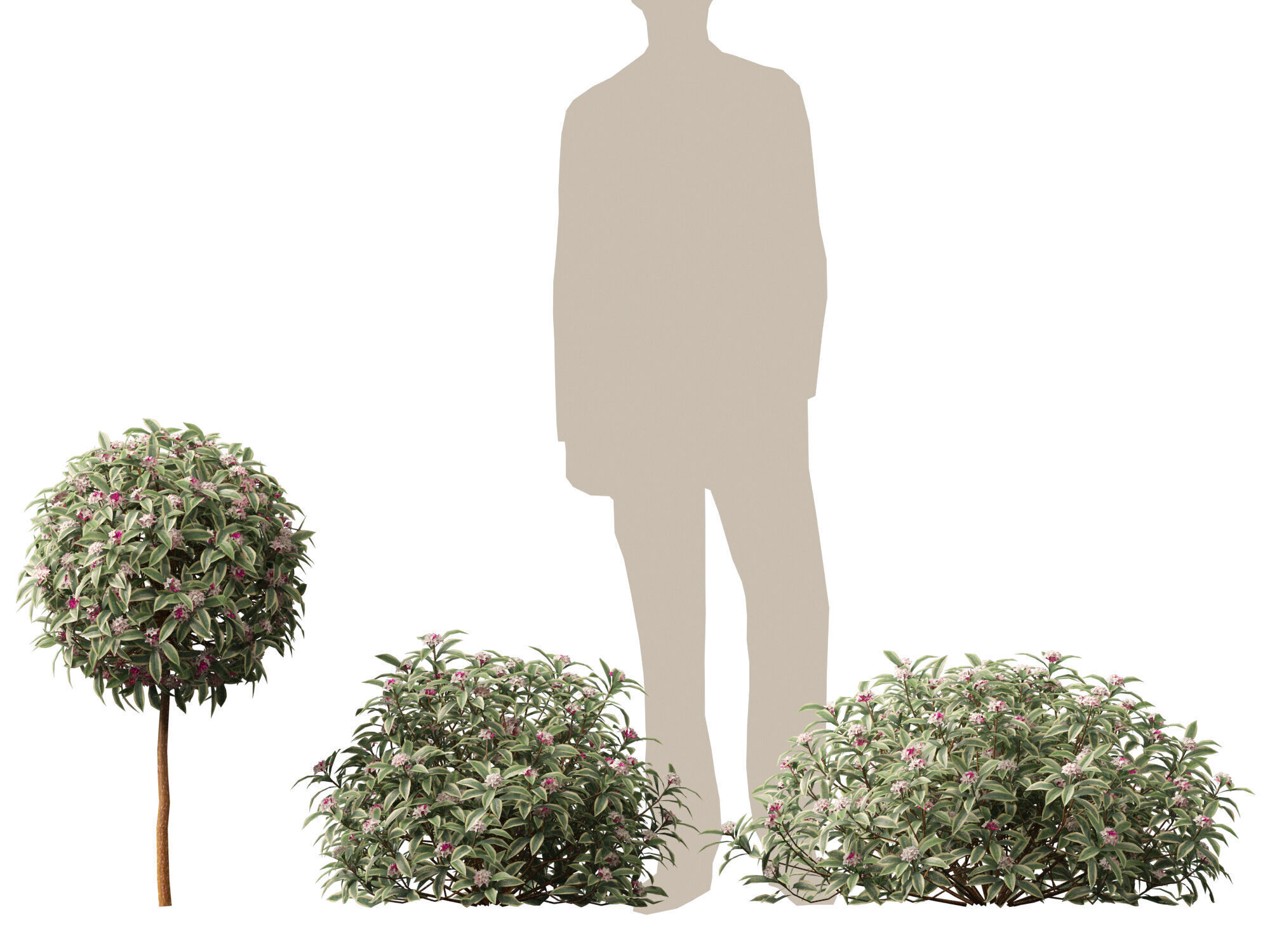 HighpolyLowPoly-  Daphne odora Marginata - Variegated winter  Low-poly 3D model_4