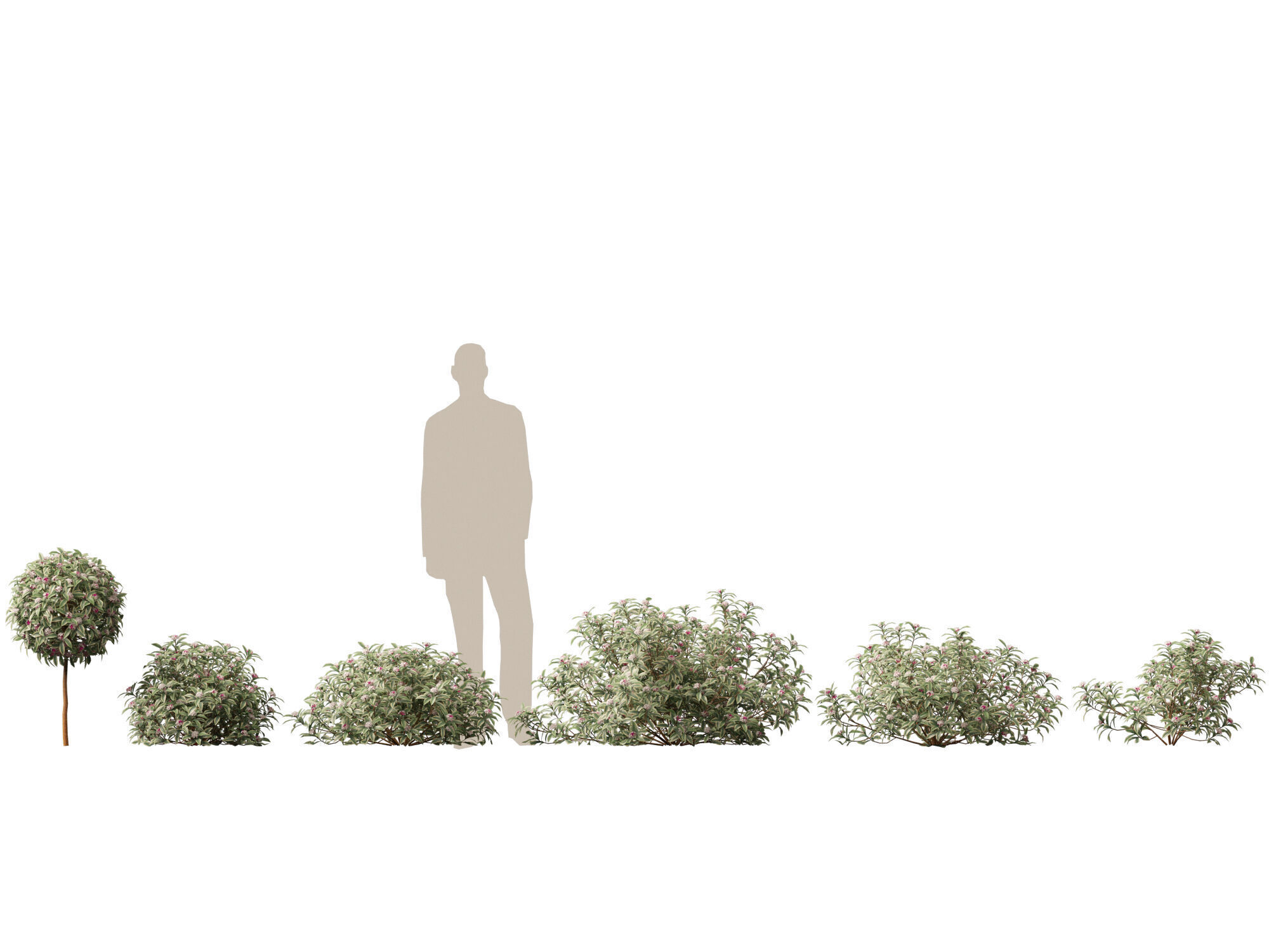 HighpolyLowPoly-  Daphne odora Marginata - Variegated winter  Low-poly 3D model_2