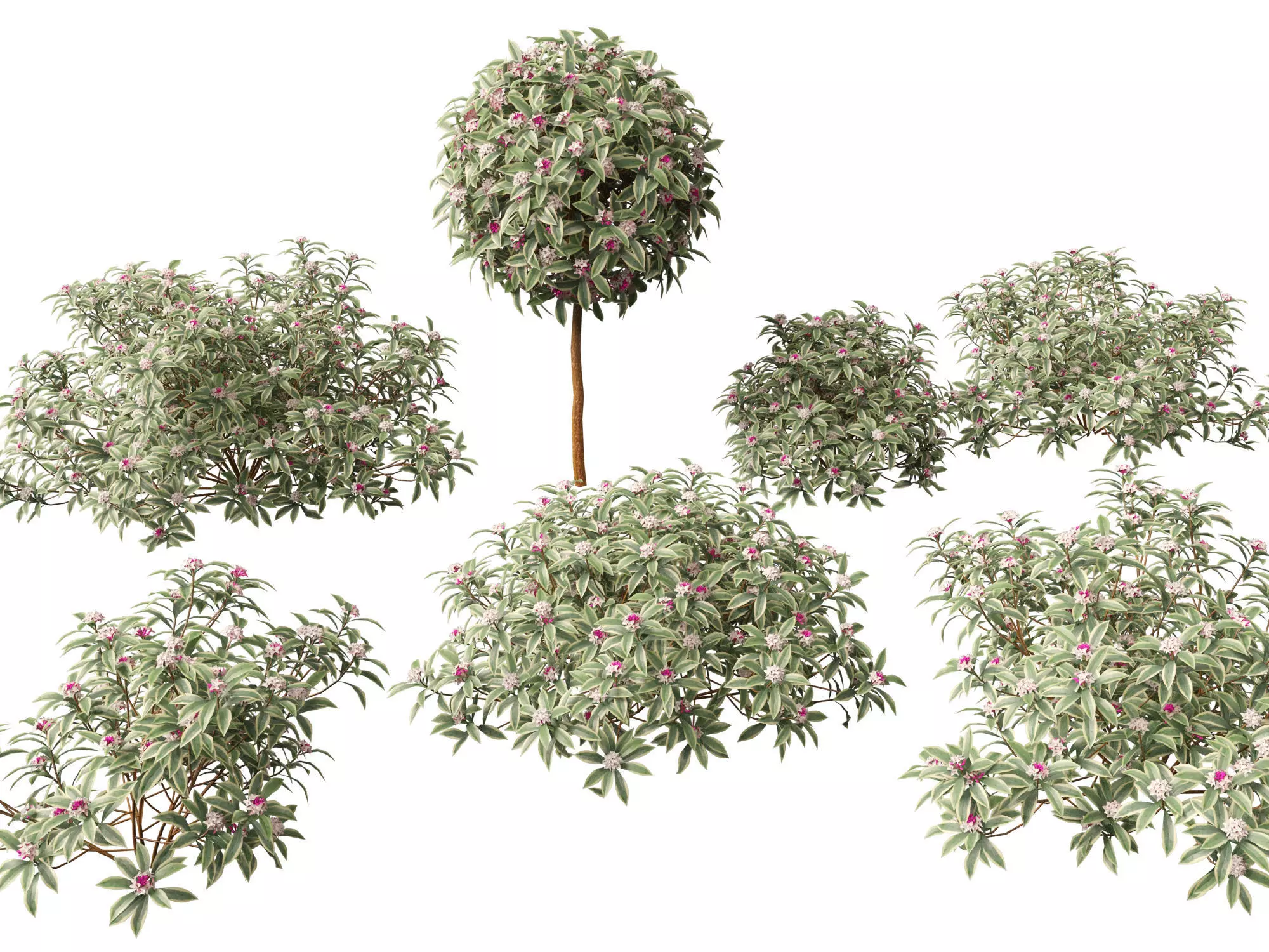 HighpolyLowPoly-  Daphne odora Marginata - Variegated winter  Low-poly 3D model_0
