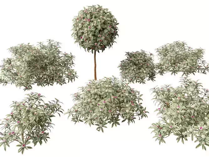 HighpolyLowPoly-  Daphne odora Marginata - Variegated winter 