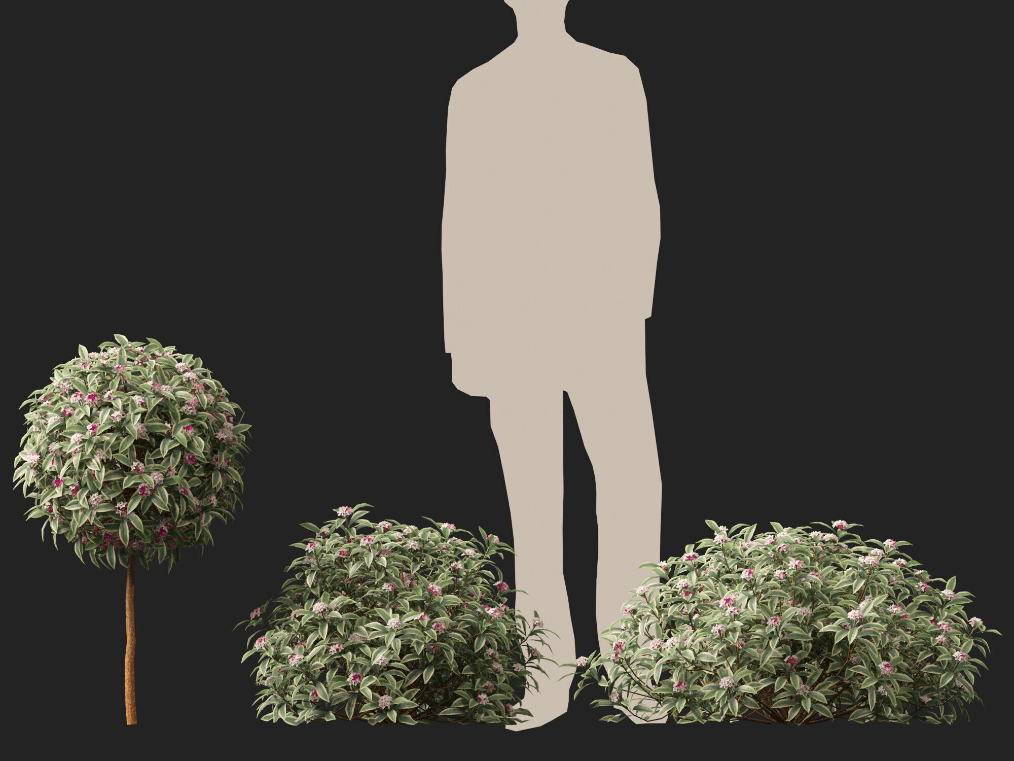 HighpolyLowPoly-  Daphne odora Marginata - Variegated winter  Low-poly 3D model_5
