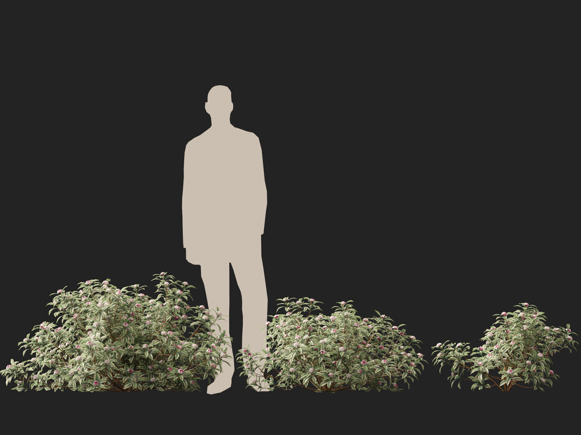 HighpolyLowPoly-  Daphne odora Marginata - Variegated winter  Low-poly 3D model_7