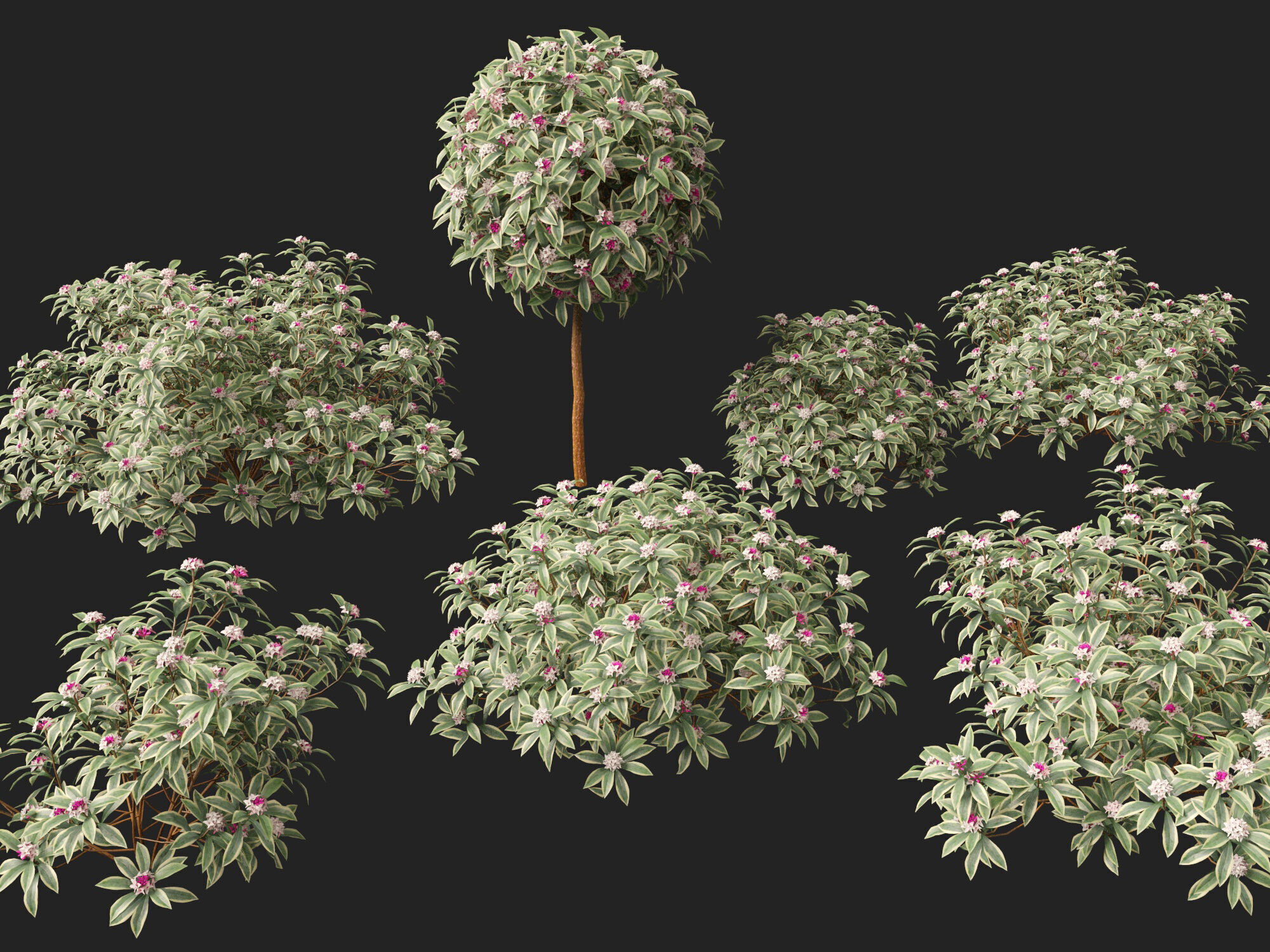 HighpolyLowPoly-  Daphne odora Marginata - Variegated winter  Low-poly 3D model_8