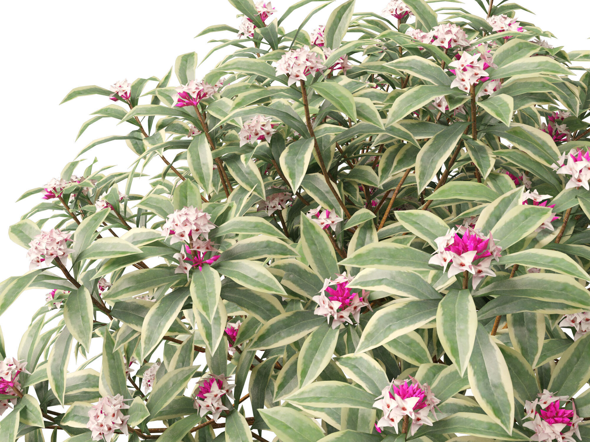 HighpolyLowPoly-  Daphne odora Marginata - Variegated winter  Low-poly 3D model_9