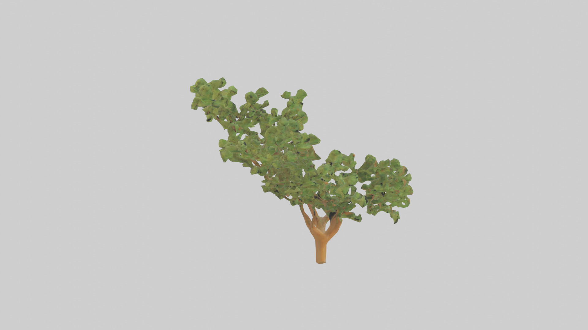 Honey Locust tree model Low-poly 3D model_13