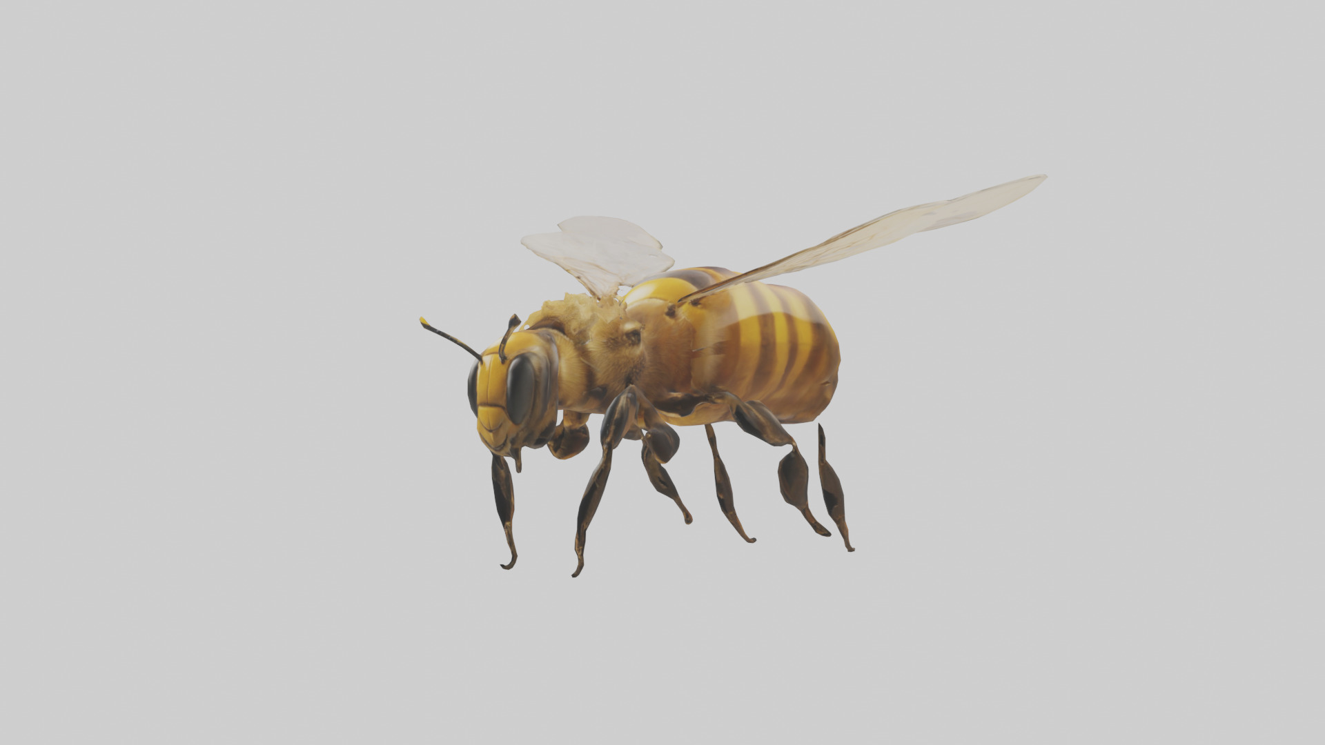 Honeybee flying model Low-poly 3D model_9