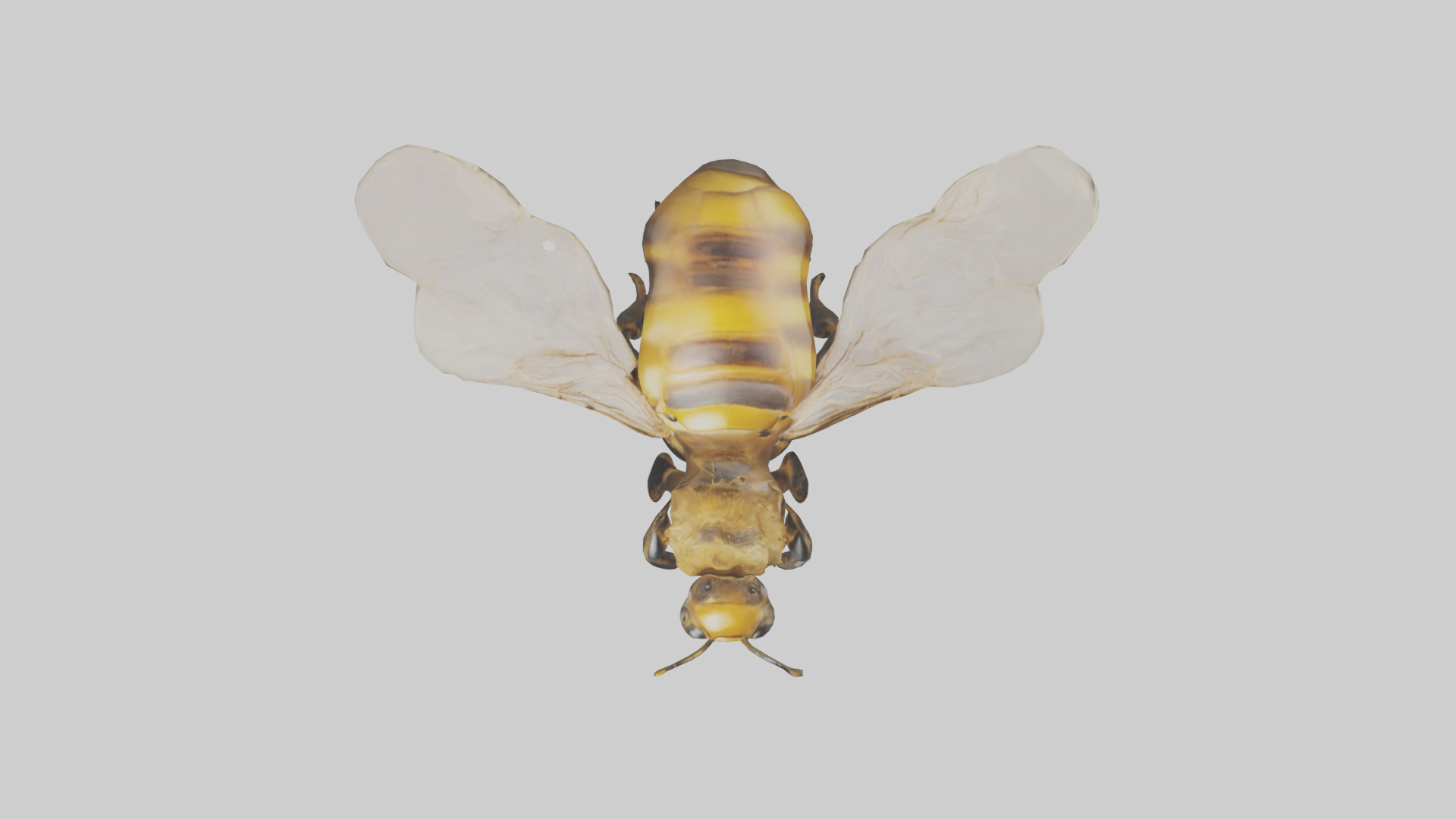 Honeybee flying model Low-poly 3D model_14
