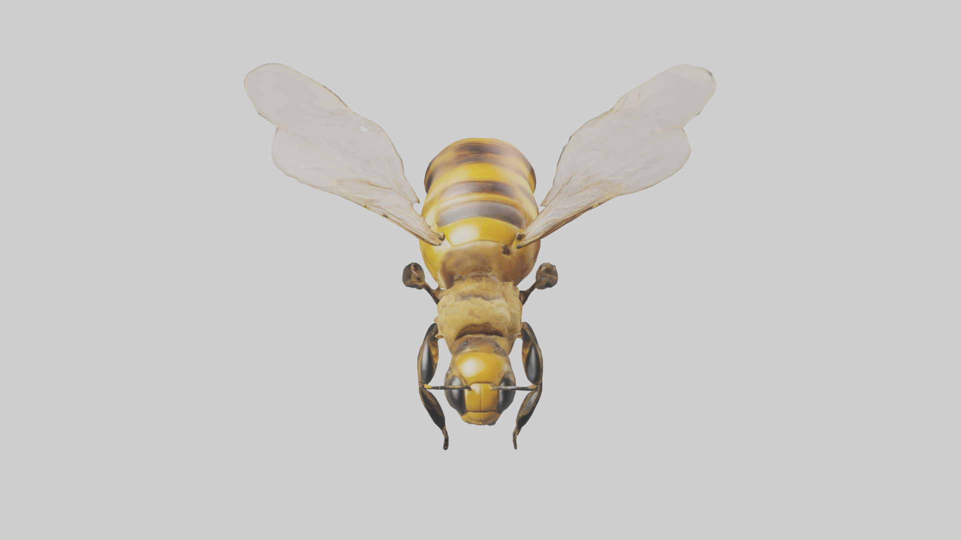 Honeybee flying model Low-poly 3D model_16