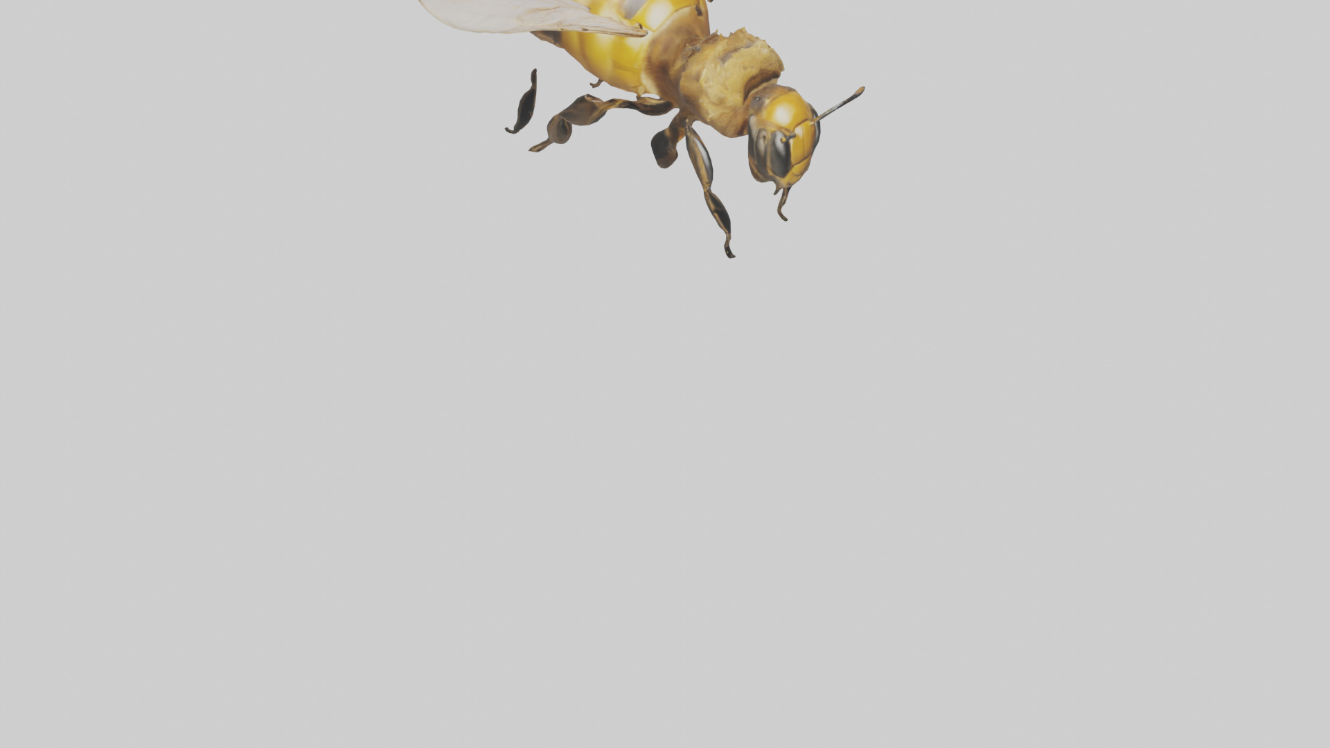 Honeybee flying model Low-poly 3D model_7
