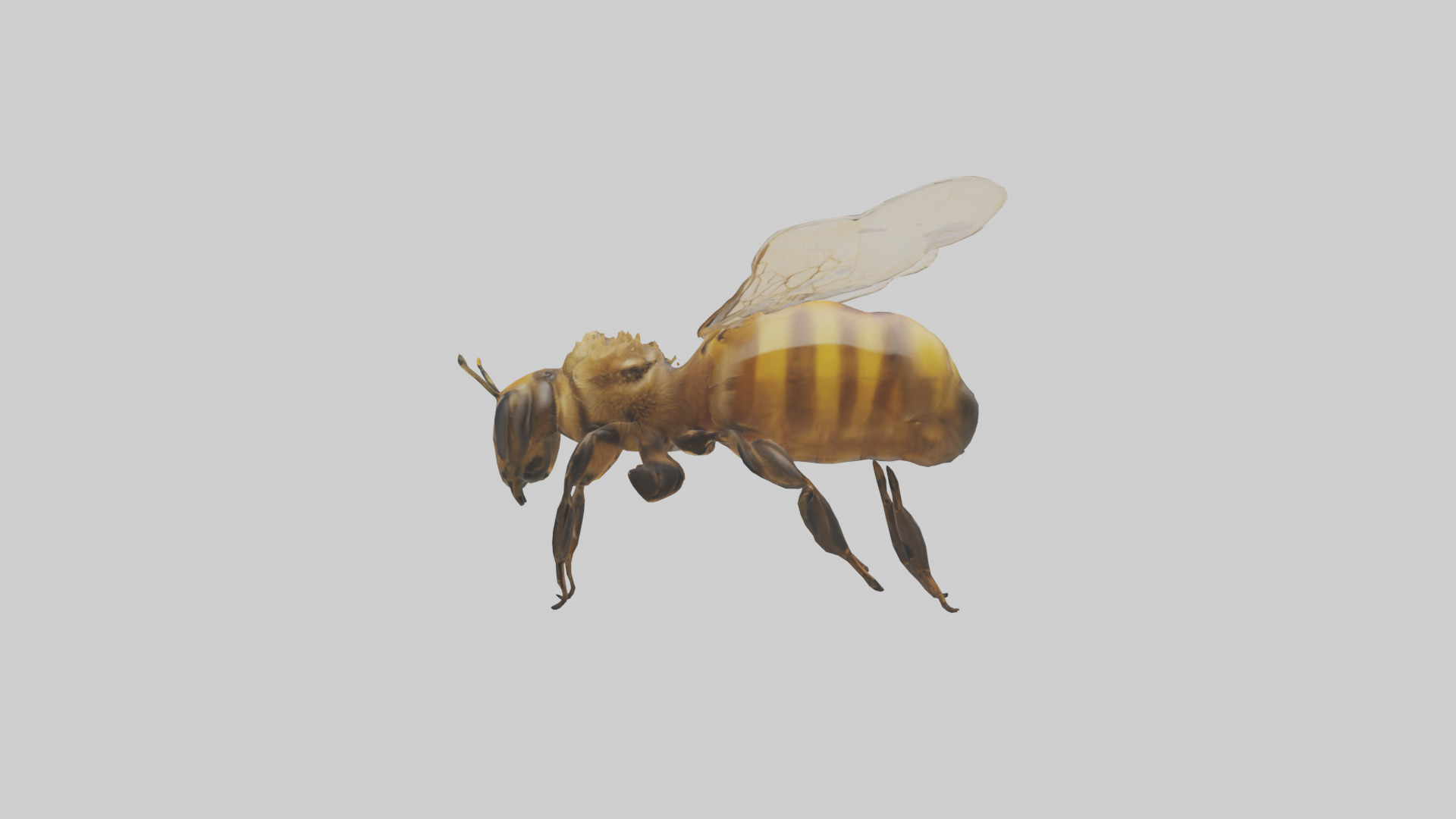 Honeybee flying model Low-poly 3D model_13