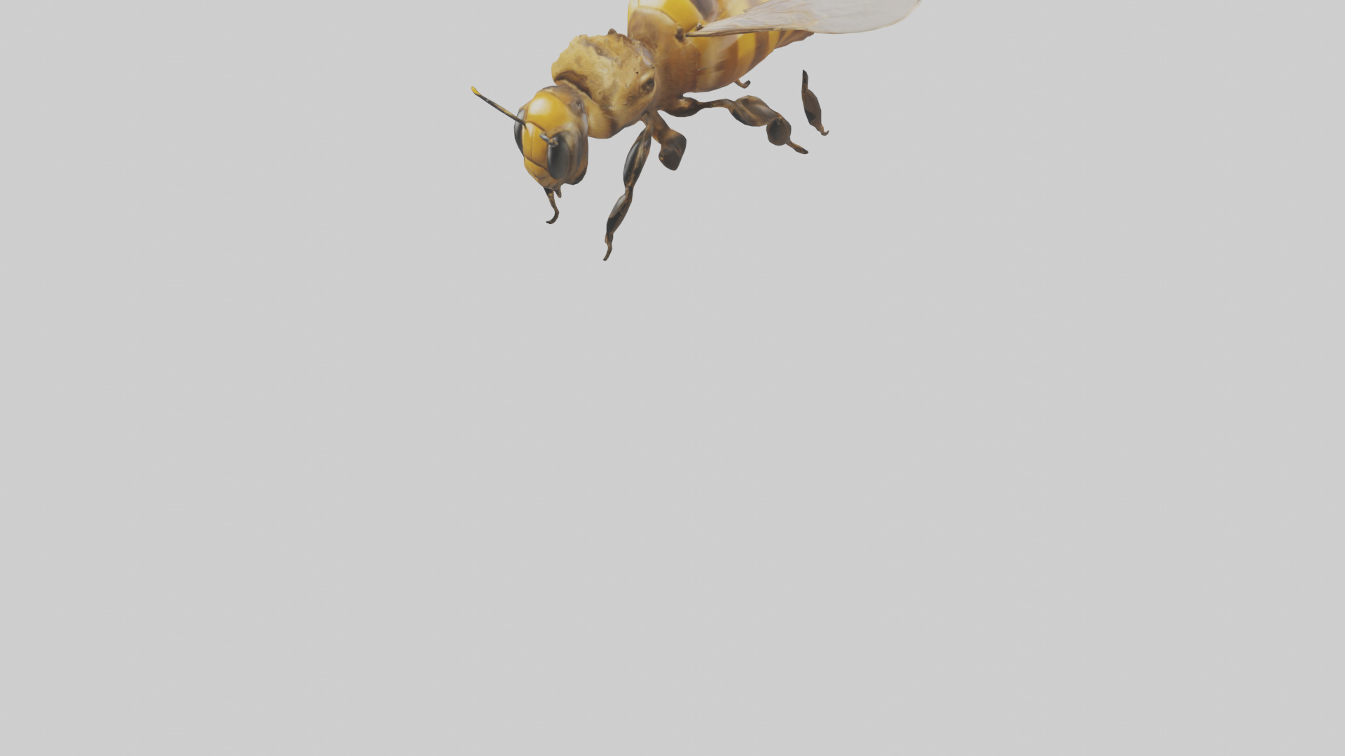 Honeybee flying model Low-poly 3D model_6