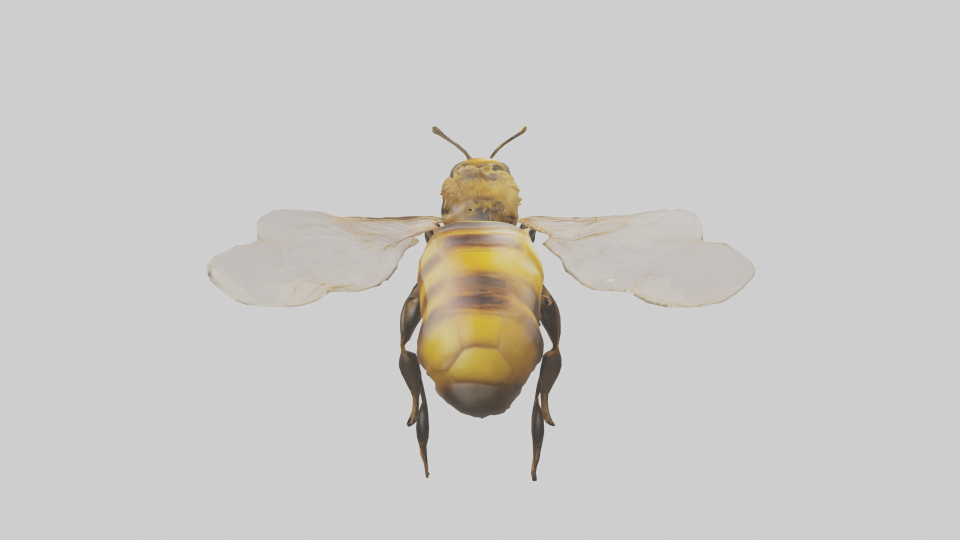 Honeybee flying model Low-poly 3D model_15