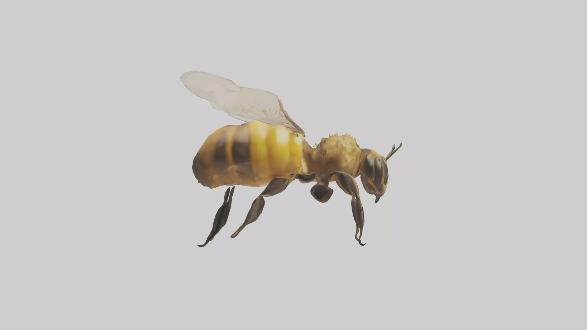 Honeybee flying model Low-poly 3D model_0