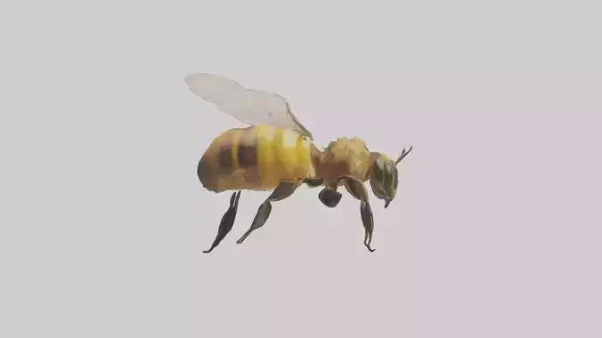 Honeybee flying model
