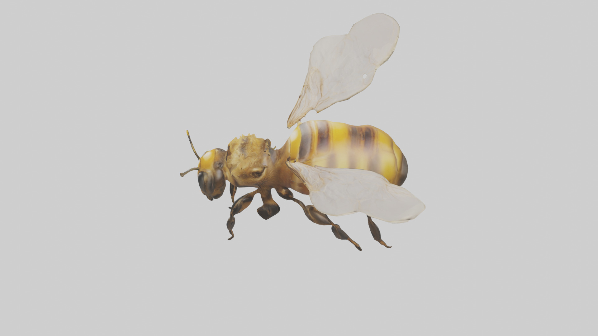 Honeybee flying model Low-poly 3D model_17