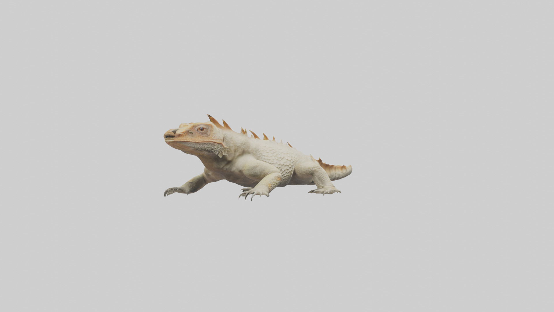 Horned Lizard resting model Low-poly 3D model_11