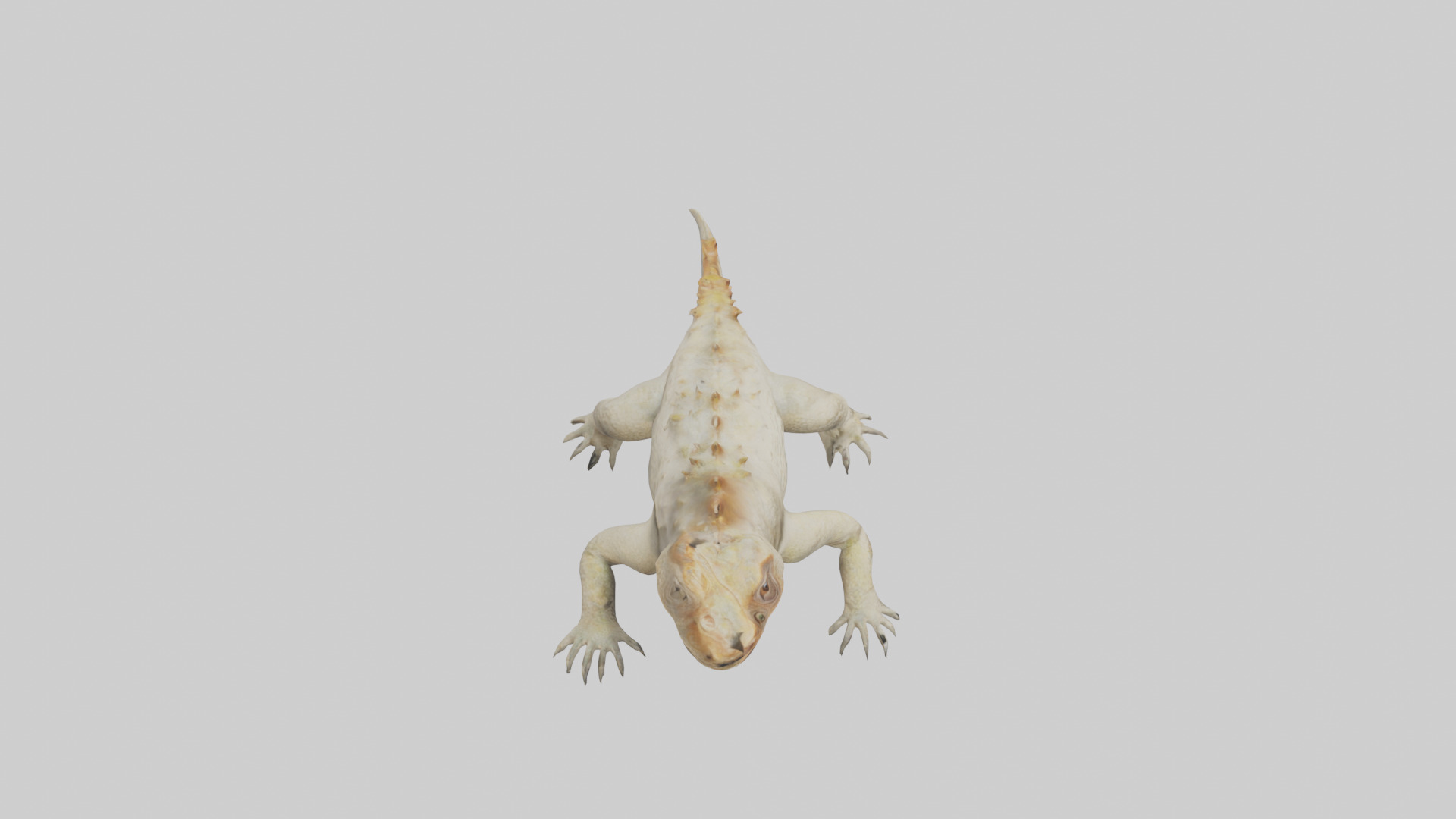 Horned Lizard resting model Low-poly 3D model_18