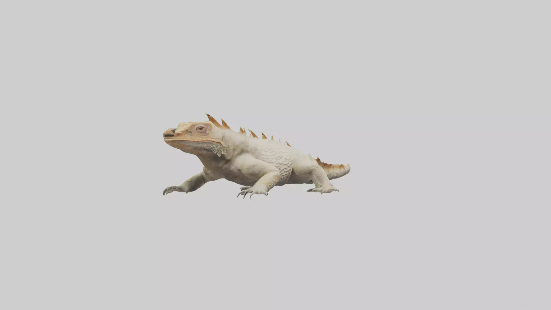 Horned Lizard resting model Low-poly 3D model_0