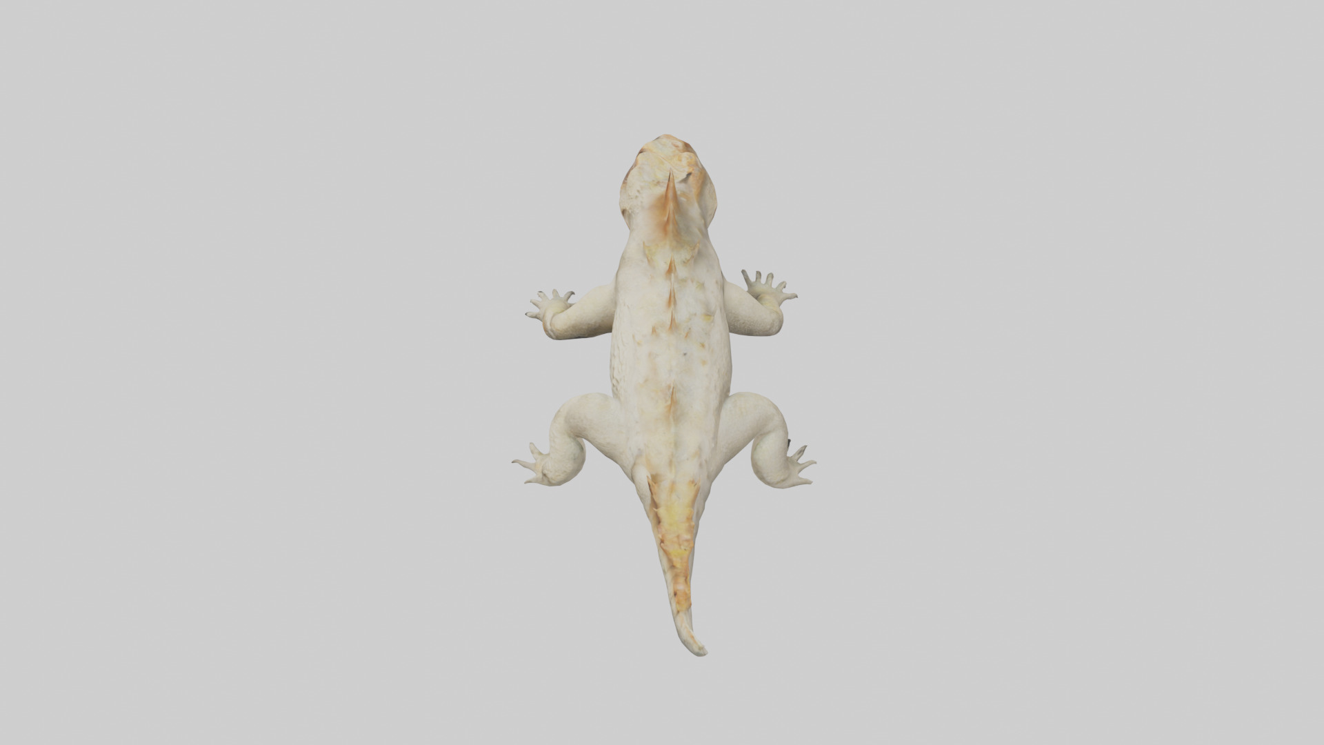 Horned Lizard resting model Low-poly 3D model_17