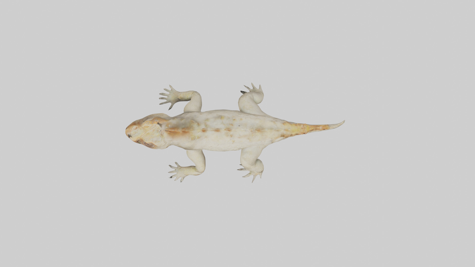 Horned Lizard resting model Low-poly 3D model_14