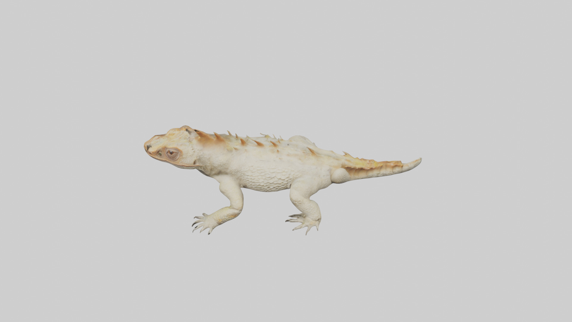 Horned Lizard resting model Low-poly 3D model_16