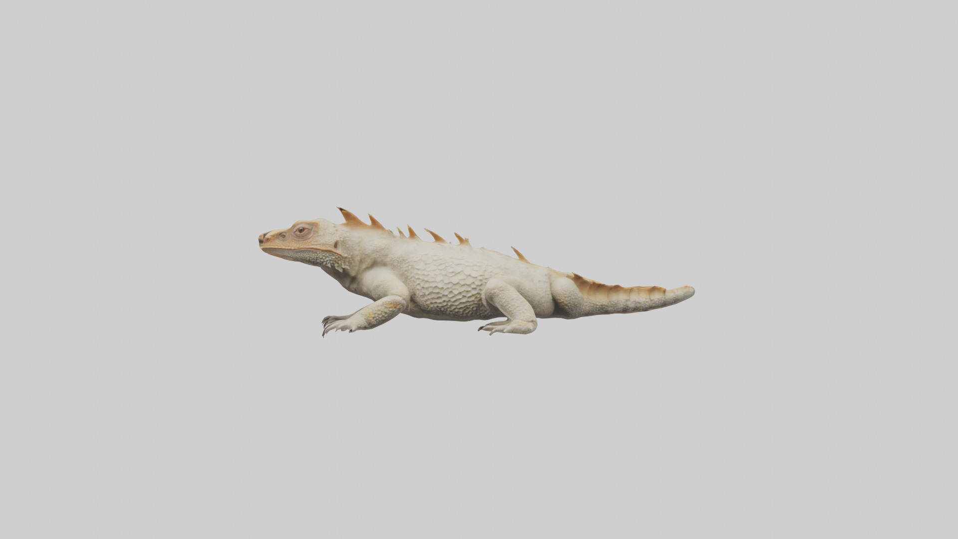 Horned Lizard resting model Low-poly 3D model_9
