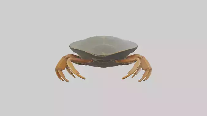 Horseshoe Crab scuttling model Low-poly 3D model