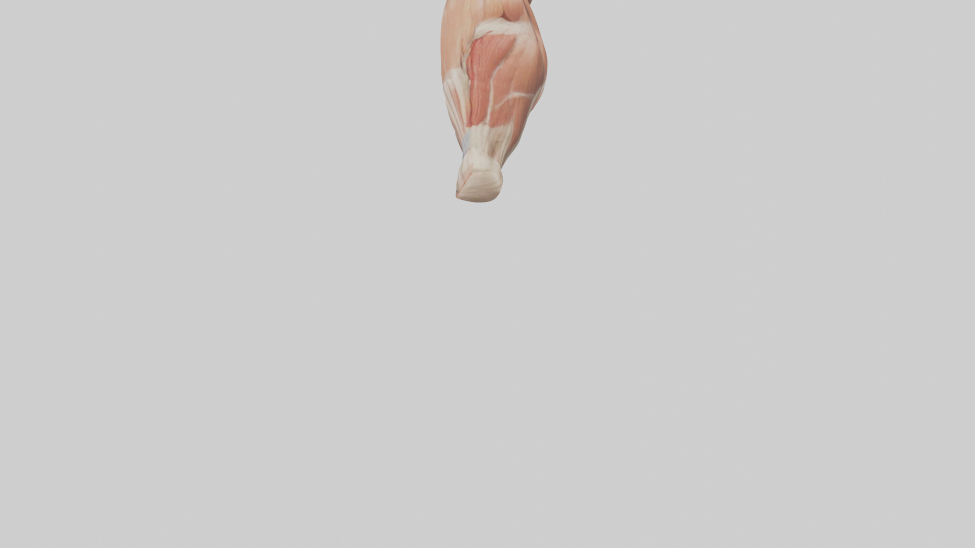 Human Biceps Anatomy Model Low-poly 3D model_3
