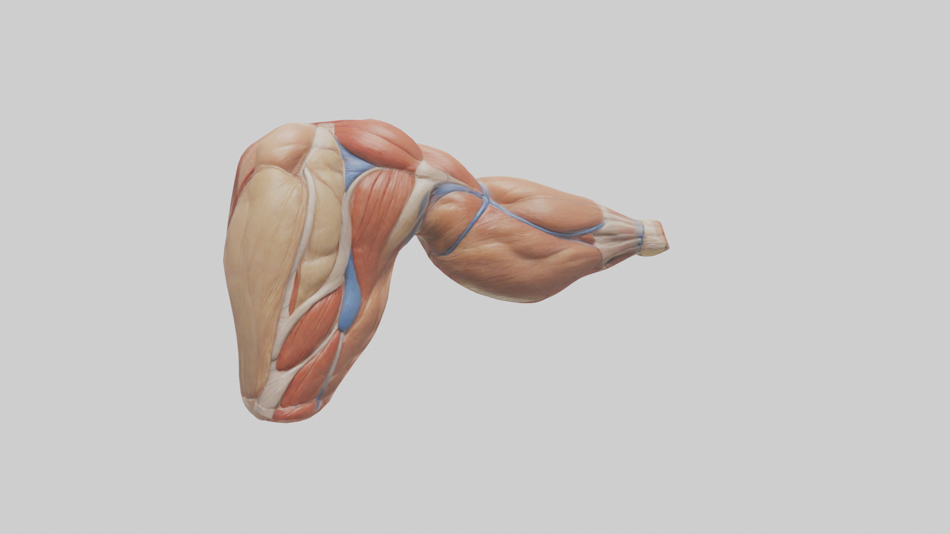 Human Biceps Anatomy Model Low-poly 3D model_9