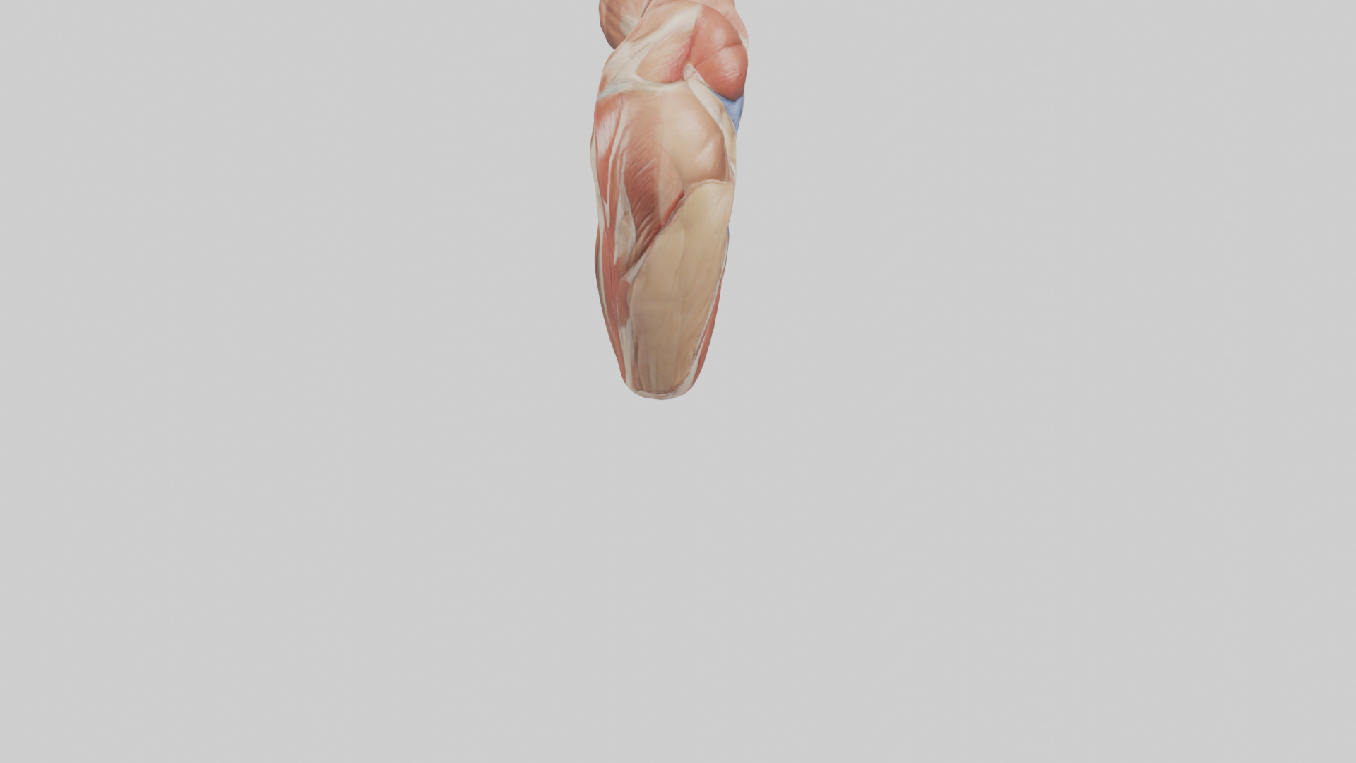 Human Biceps Anatomy Model Low-poly 3D model_6